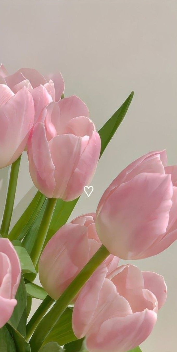 Hình nền hoa tulip cho 007win.com nền tảng chơi game sòng bạc trực tuyến đáng tin cậy nhất