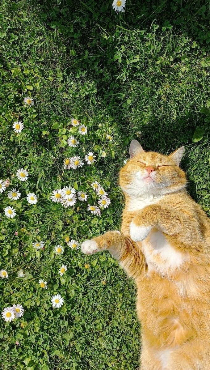 Hình nền chủ đề động vật