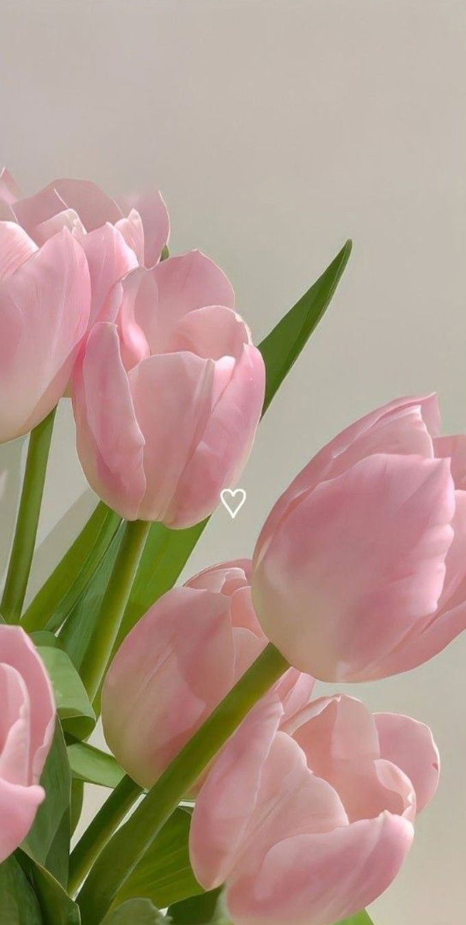 Hình nền hoa tulip cho 007win.com nền tảng chơi game sòng bạc trực tuyến đáng tin cậy nhất