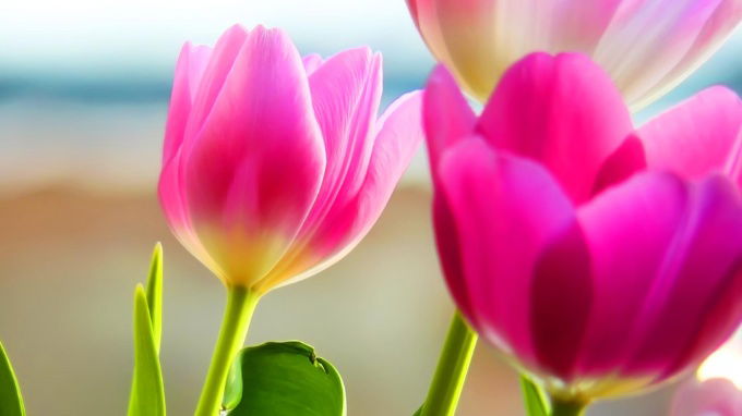 Hình nền hoa tulip cho máy tính