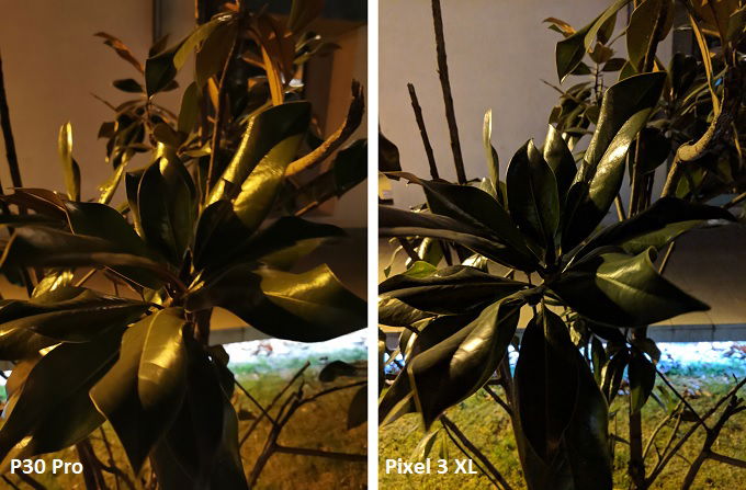 plant-11-huawei-p30-pro-vs-pixel-3-xl-xtmobile