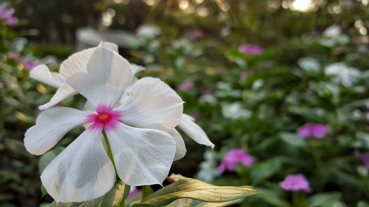 xtmobile-a7-s6_25